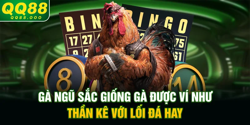 Gà ngũ sắc - Giống gà được ví như thần kê với lối đá hay