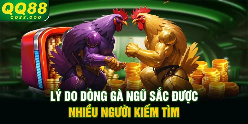 Lý do dòng gà ngũ sắc được nhiều người kiếm tìm
