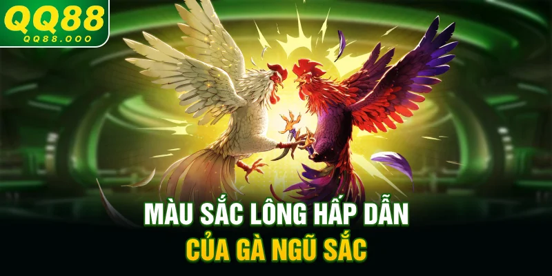 Màu sắc lông hấp dẫn của gà ngũ sắc